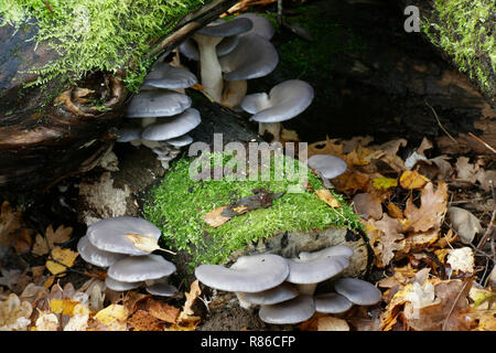 Pleurotus ostreatus, der Oyster mushroom, wild wachsenden in Finnland Stockfoto