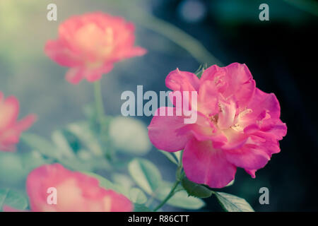 Rosa Rosen Bush mit magischen Licht im Sommergarten. Selektiver Fokus, verschwommenen Hintergrund. Stockfoto