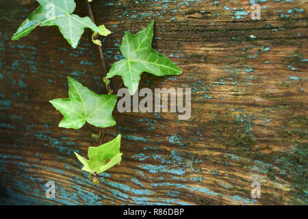 Makro des Gemeinsamen Efeu Blätter ruht auf verwitterte und beschädigtes Holz. Mit kopieren. Stockfoto