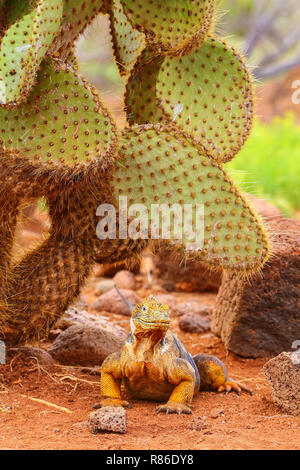 Galapagos Land Iguana sitzt unter Kakteen (Conolophus Subcristatus), North Seymour Insel, Nationalpark Galapagos, Ecuador Stockfoto