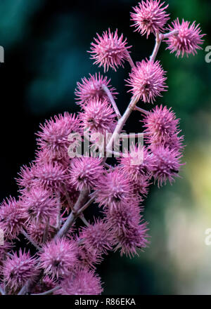 Makro Nahaufnahme der Lila spiky Bols von Saatgut Stockfoto