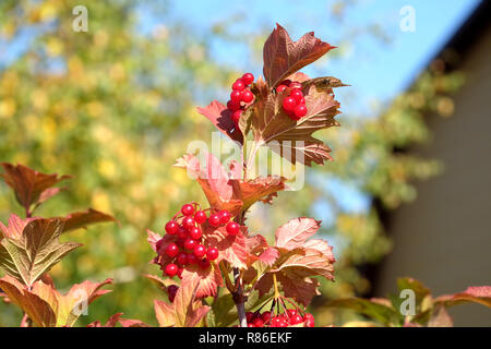 Top Der viburnum Bush mit vielen hängenden reifen roten Beeren und grüne Blätter über klaren, blauen wolkenlosen Himmel horizontale Ansicht Nahaufnahme Stockfoto