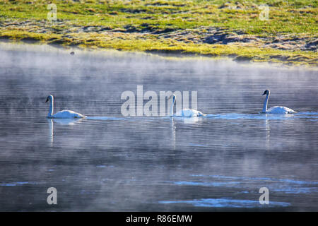 Trumpeter Schwäne schwimmen im Fluss an einem nebligen Morgen, Yellowstone National Park, Wyoming, USA Stockfoto