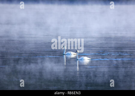 Trumpeter Schwäne schwimmen im Fluss an einem nebligen Morgen, Yellowstone National Park, Wyoming, USA Stockfoto