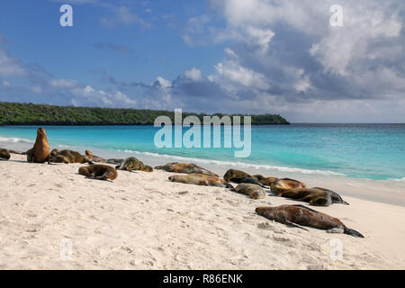 Gruppe von Galapagos Seelöwen ruht auf Sandstrand in Gardner Bay, Espanola Island, Galapagos, Ecuador. Diese seelöwen ausschließlich bre Stockfoto