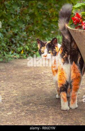 Ein Ingwer, Schwarz und Weiß tabby Katze dreht in die Kamera zu schauen. Ihr Schwanz ist wie Sie selbst reibt gegen eine in der Nähe Blumentopf und behebt Ihr Blick zu Stockfoto