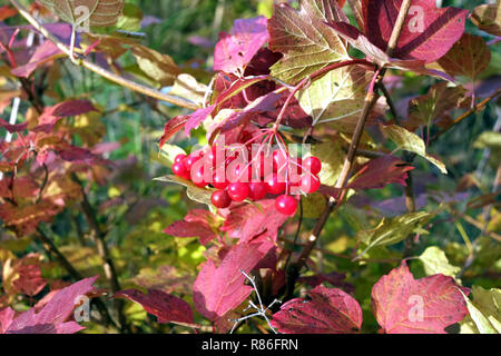 Bunte viburnum Bush mit roten Beeren auf Niederlassung im Wald an sonnigen Herbsttag close-up Stockfoto