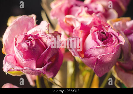 Verblasste Rosen auf schwarzem Hintergrund Stockfoto