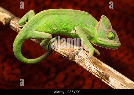 Großen Leguane Stockfoto