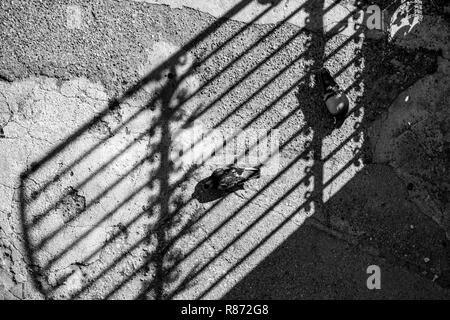 Zwei Tauben ihre Liebe Spiel spielen unter dem Schatten der schönen schmiedeeisernen Zaun aus Metall, schwarz/weiß Foto, vertikal von oben. Sonnige sp Stockfoto