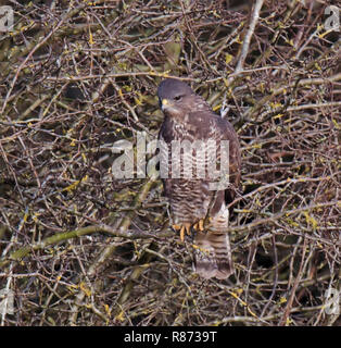 Pennington Flash Leigh Stockfoto