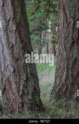 Zwei tief zerfurcht Stämme der Douglasie Bäume sind stark im Vordergrund standen, Erstellen einer v-förmigen Rahmen für andere Bäume weiter entfernt. Stockfoto