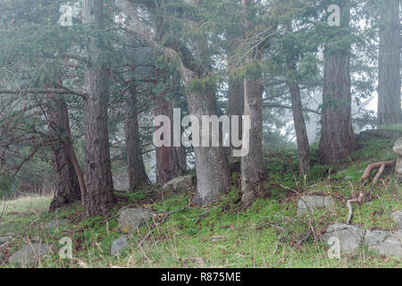 Morgennebel driftet durch ein Wäldchen von Douglas fir Bäume wachsen auf einem grasbewachsenen Hügel im Winter, in einem Wald im Park an der Küste von Britisch-Kolumbien. Stockfoto