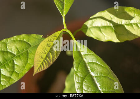 Avocado Baum Blätter im hellen Sonnenlicht im Dezember in Mallorca, Spanien. Stockfoto