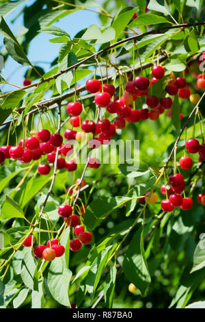 Rot sauer oder Kirschen wachsen auf einen Kirschbaum. Reif Prunus cerasus Früchte und Grüner Baum Laub. Stockfoto