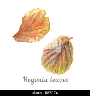 Botanische aquarell Abbildung: Farbenfrohe begonia Blätter auf weißem Hintergrund. Könnte als Dekoration für Web Design, polygraphie oder textile verwendet werden. Stockfoto