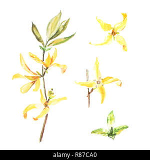 Botanische aquarell Abbildung: Forsythia auf weißem Hintergrund. Könnte als Dekoration für Web Design verwendet werden, Kosmetik Design, Paket, Te Stockfoto