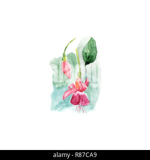 Botanische Illustration aquarell Skizze von pink Fuchsia und Bud auf weißem Hintergrund. Könnte als Dekoration für Web Design verwendet werden, Kosmetik Design, Pa Stockfoto