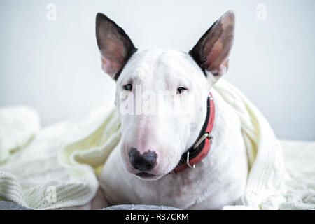 Eine Süße weiße English Bull Terrier ist schlafen auf einem Bett unter einem weißen gestrickten Decke. Der Winter Kommt Stockfoto