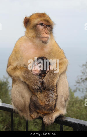 Eine wilde Barbary macaque mit seiner Jungen, auf den Felsen von Gibraltar. Stockfoto