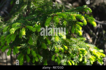 Veränderungen in der Natur, Fichte schießt neue Knospen Stockfoto