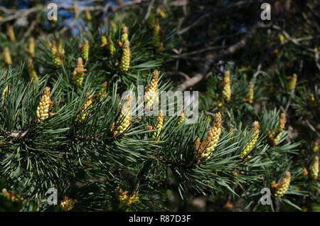 Kiefer wachsende neue Knospen des Jahres im Frühling. Stockfoto