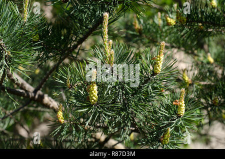 Kiefer wachsende neue Knospen des Jahres im Frühling. Stockfoto