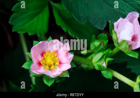 Bild eines schönen Strawberry rosa Blume, die von einem hybrid Erdbeere Anlage Stockfoto