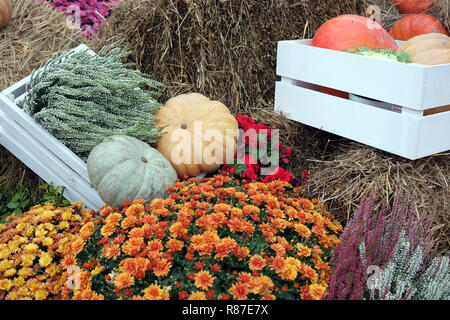 Schöne bunte Messe noch Leben mit vielen Blumen und Herbst Gemüse in Kisten aus Holz, Heu Stockfoto