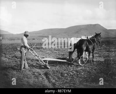 Mann Feld pflügen, Salt River Project, Sacaton, Arizona, USA, National Photo Company, 1910 Der Stockfoto