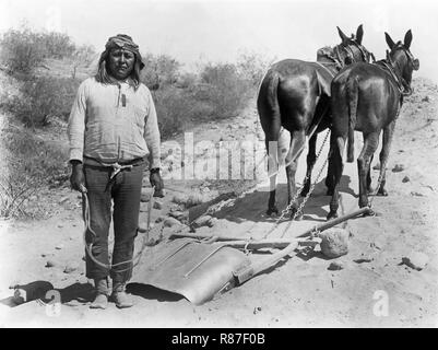 Cushong oder fette Henne, Arbeiter mit zwei Maultiere, Salt River Project, Arizona, USA, National Photo Company, 1910 Der Stockfoto