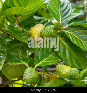 Honaunau, Hawaii - Noni (Morinda citrifolia) wächst im Pu'uhonua o Honaunau National Historical Park. Die Frucht ist in der traditionellen Medizin verwendet. Stockfoto