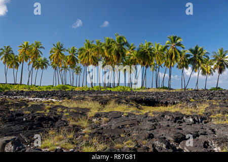 Honaunau, Hawaii - Palmen in Pu'uhonua o Honaunau National Historical Park. Stockfoto