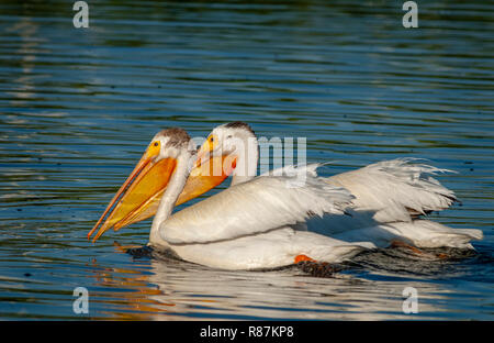 Amerikanische weiße Pelikane (Pelecanus erythrorhynchos) Schwimmen im Expo Park Teich, Aurora, Colorado, USA. Stockfoto