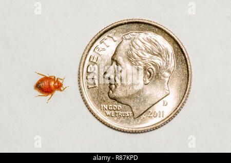 Gemeinsame Bett Erwachsener bug-Wanze (Cimex lectularius) im Vergleich zu einem uns Roosevelt Dime, die zeigen, wie klein sie wirklich sind. Foto im Mai. Stockfoto