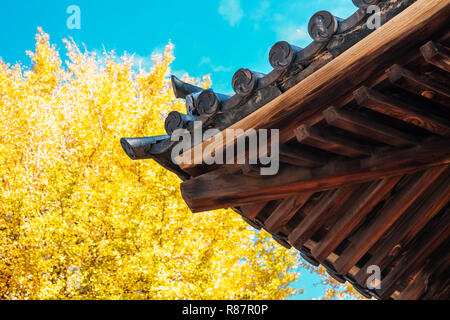 Nezu Schrein traditionelle Dach und Herbst ginkgo Baum in Tokio, Japan. Stockfoto