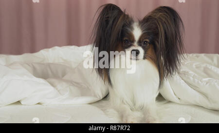 Schöner Hund Papillon liegt unter Decke auf dem Bett und schaut sich um Stockfoto