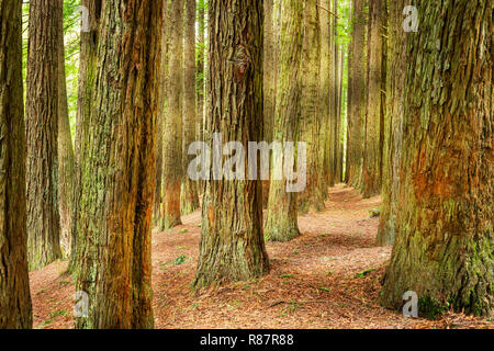 Kalifornische Redwoods im Otway Ranges. Stockfoto