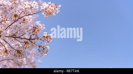 Kirschblüten blühen beginnt rund um die Ende März in Tokio, viele Besucher in Japan wählen Sie in Cherry Blossom Saison zu reisen. Stockfoto