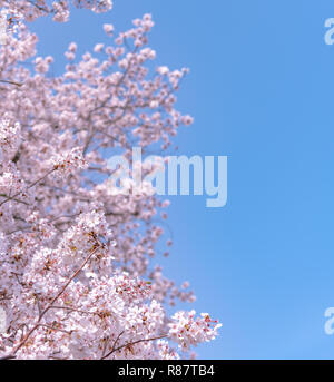 Kirschblüten blühen beginnt rund um die Ende März in Tokio, viele Besucher in Japan wählen Sie in Cherry Blossom Saison zu reisen. Stockfoto