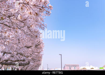 Kirschblüten blühen beginnt rund um die Ende März in Tokio, viele Besucher in Japan wählen Sie in Cherry Blossom Saison zu reisen. Stockfoto