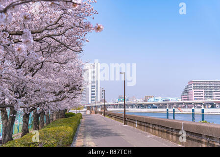 Kirschblüten blühen beginnt rund um die Ende März in Tokio, viele Besucher in Japan wählen Sie in Cherry Blossom Saison zu reisen. Stockfoto