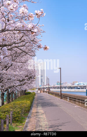 Kirschblüten blühen beginnt rund um die Ende März in Tokio, viele Besucher in Japan wählen Sie in Cherry Blossom Saison zu reisen. Stockfoto