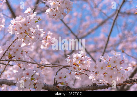 Kirschblüten blühen beginnt rund um die Ende März in Tokio, viele Besucher in Japan wählen Sie in Cherry Blossom Saison zu reisen.