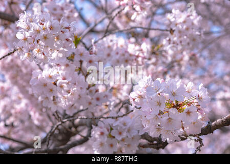 Kirschblüten blühen beginnt rund um die Ende März in Tokio, viele Besucher in Japan wählen Sie in Cherry Blossom Saison zu reisen. Stockfoto