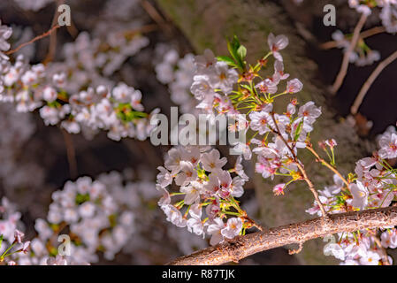 Kirschblüten blühen beginnt rund um die Ende März in Tokio, viele Besucher in Japan wählen Sie in Cherry Blossom Saison zu reisen. Stockfoto