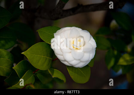 Nahaufnahme von Camellia japonica Blume Blume, tsubaki (Tee) in weißen Blüten mit gelben Staubgefäßen im Frühjahr. Stockfoto