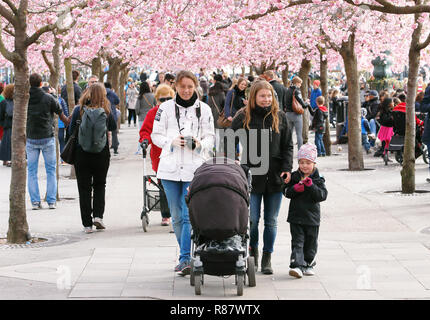 Stockholm, Schweden, 17. April 2014: Familie wandern im Kungstradgarden Park unter dem blühenden Japanischen Kirschbäume. Stockfoto