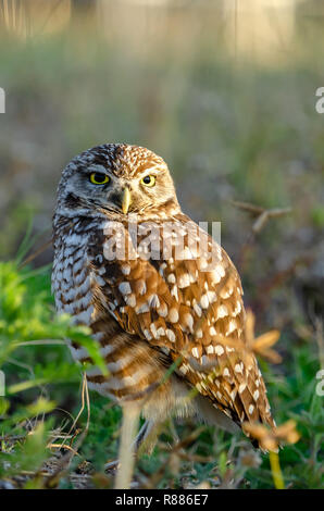 Grabende Eule ich (Athene cunicularia) n Florida Stockfoto