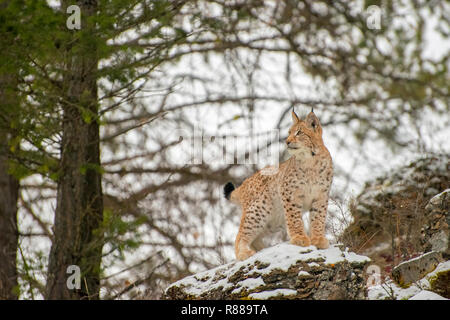 Junge sibirische Lynx stehend auf einem Felsen vor der Kiefern im Winter Stockfoto